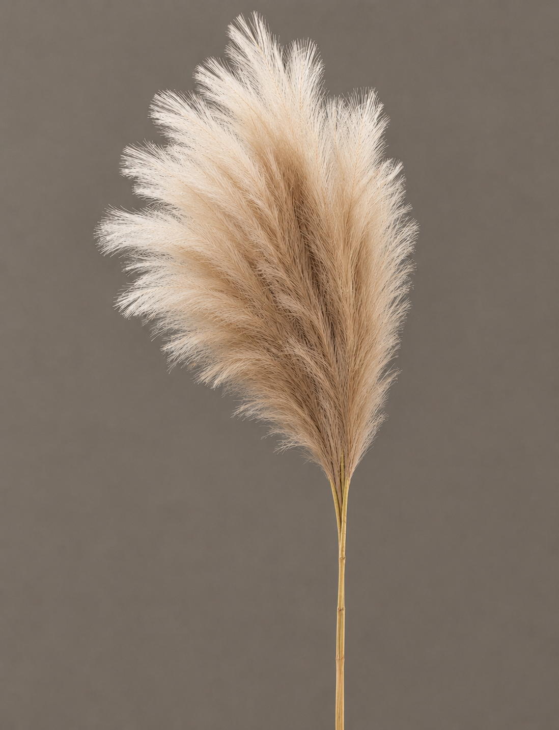 Natural Pampas Grass – Fluffy Dried Pampas Plumes for Home Decor