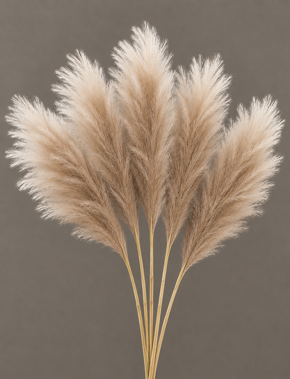 Natural Pampas Grass – Fluffy Dried Pampas Plumes for Home Decor