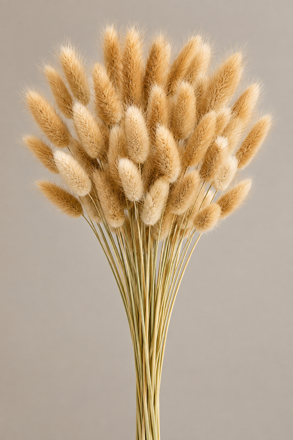Bunny Tail Grass Dried Natural Pampas Grass Stems – Fluffy Dried Flowers for Home Decor, Wedding & Vase Arrangements