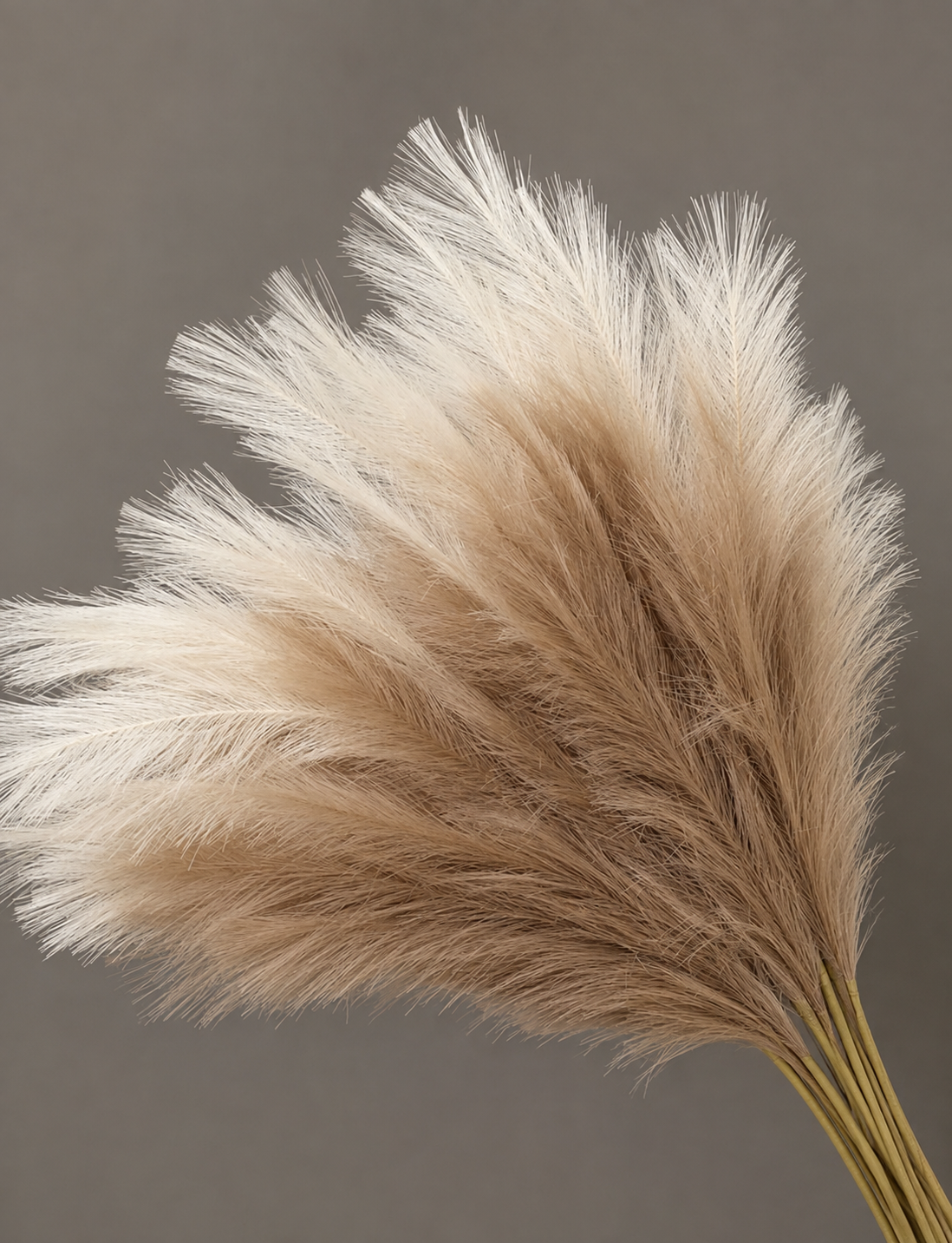 Natural Pampas Grass – Fluffy Dried Pampas Plumes for Home Decor